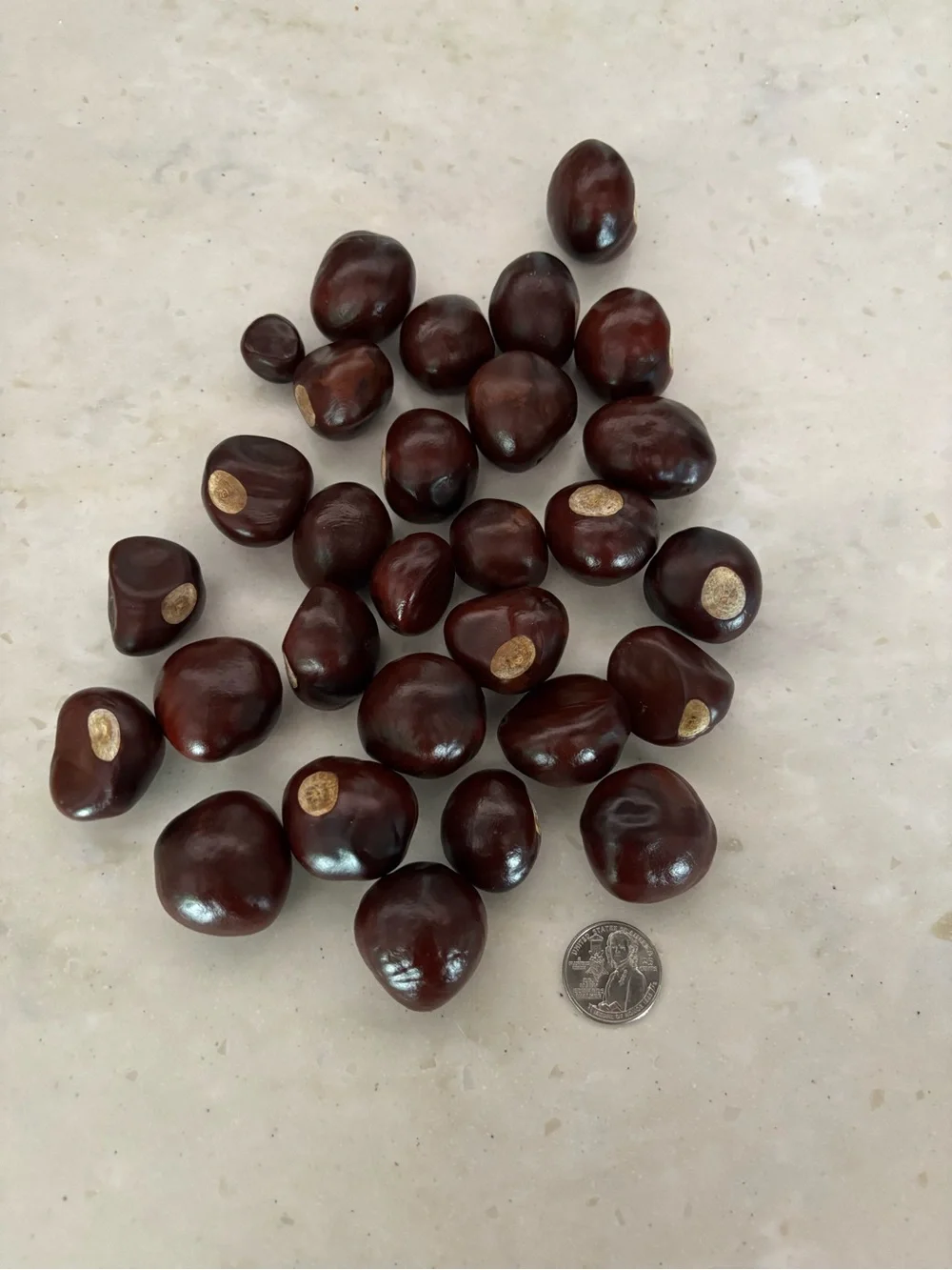 Ohio State FAN Buckeyes